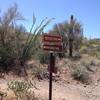 Beginning of the Spur Cross Trail after steep initial climb.