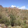 Ocotillo in bloom.