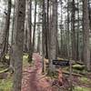 Starting the singletrack up to the summit