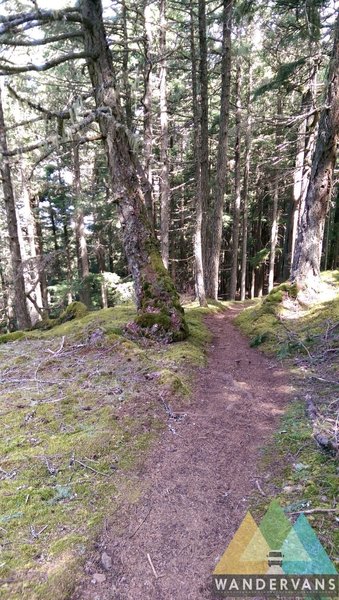 Lush trail side vegatation along the sides of Mt Constitution.