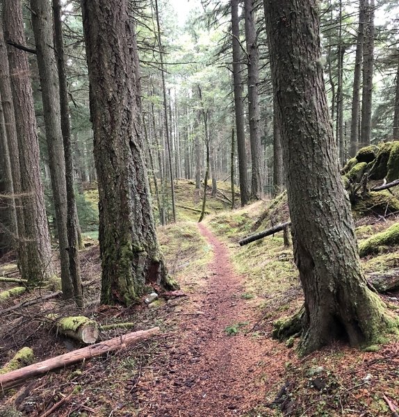 Start of the singletrack on the Mt. Pickett Summit Trail.