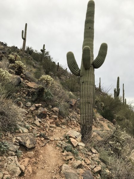 Extremely difficult Western Loop Trail.  A narrow switchback loaded monster.