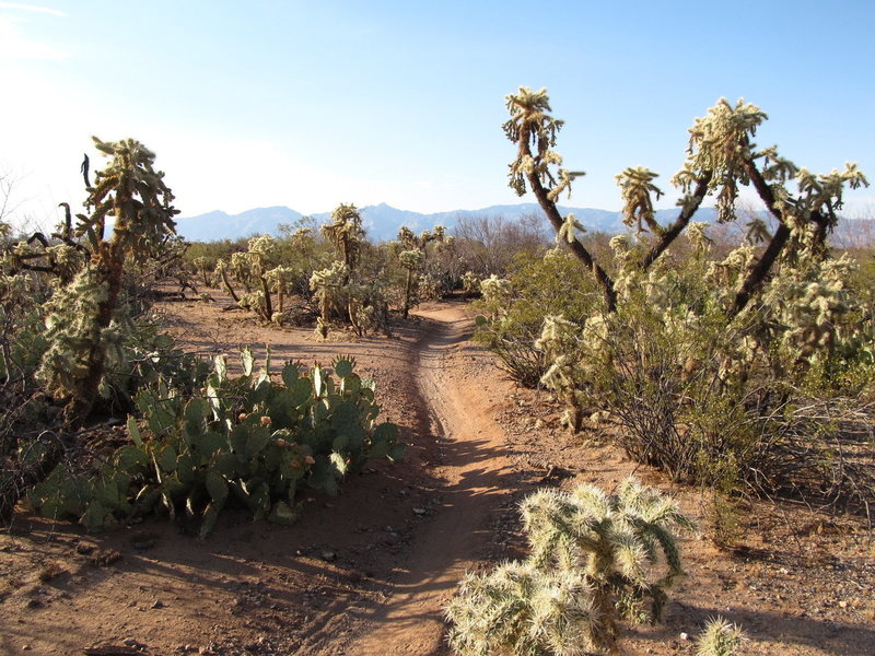 Jumping Cholla Cactus and Prickly Pear Cactus on the Bunny's Revenge Loop at the Fantasy Island Trails in Tuscon AZ