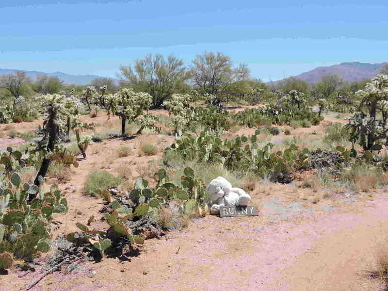 One of the trail gems marking the start of the trail. Catalinas to the left, Rincons to the right.