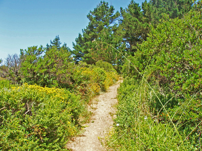 South Ridge Trail, June 2005. Trail is a lot wider now.