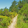 South Ridge Trail, June 2005. Trail is a lot wider now.