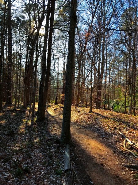 Re-entering the forest from the greens