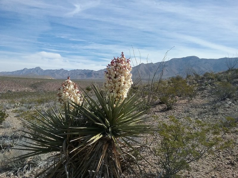 Banana yucca starting to bloom and view of the Franklin Mountains.