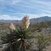 Banana yucca starting to bloom and view of the Franklin Mountains.