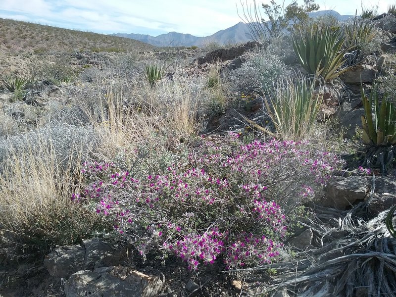 Dalea Formosa and Franklin Mountains