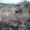 Dalea Formosa and Franklin Mountains