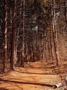 Conifer trees on the Mondo Ponds Trail.