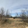 One of the Caprock bison on the trail