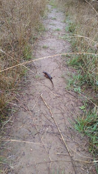 Watch your step during newt season!