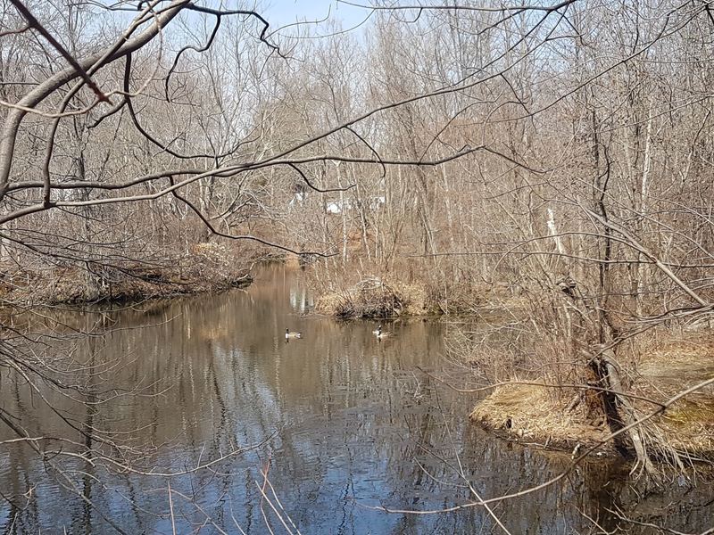 Ducks swimming in the smaller of the two ponds at Mondo Ponds Trail