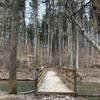 Early Springtime on Jackson Creek Trail in Yellowwood State Forest