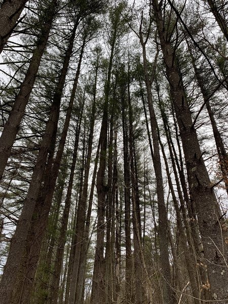 Early springtime on Jackson Creek Trail in Yellowwood State Forest