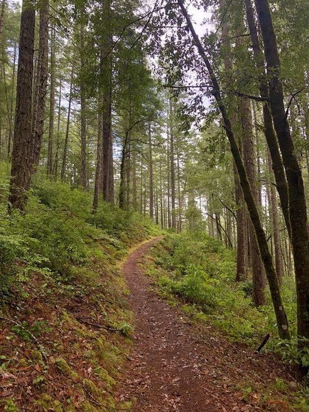 The beautiful trees and soft ground keep you climbing early on.