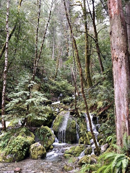 The Yellowjacket Creek feeding into the South Fork of the Smith River, in spring.