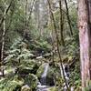 The Yellowjacket Creek feeding into the South Fork of the Smith River, in spring.