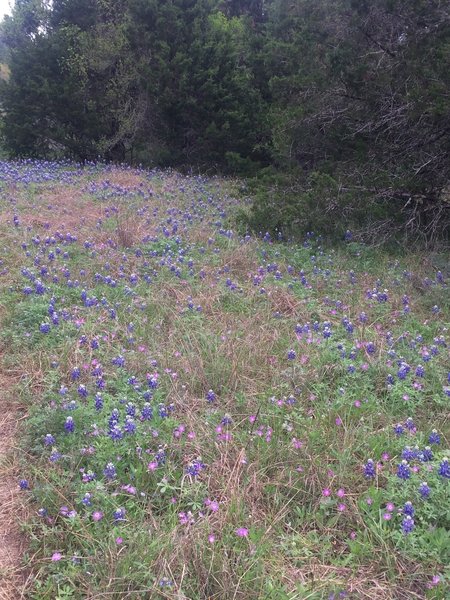 Bluebonnets