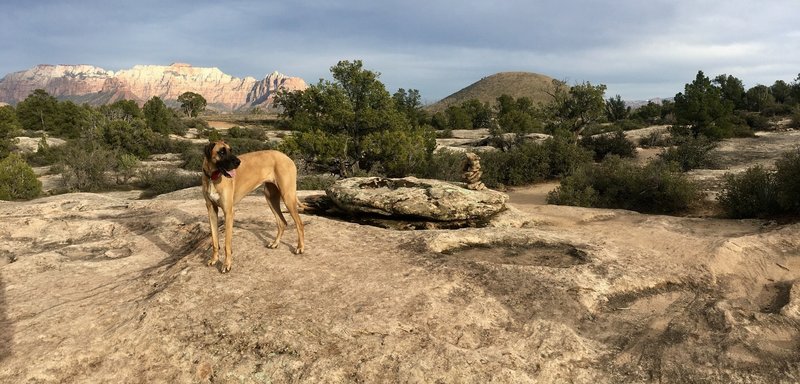 Zoey the Great Dane on Guacamole Mesa