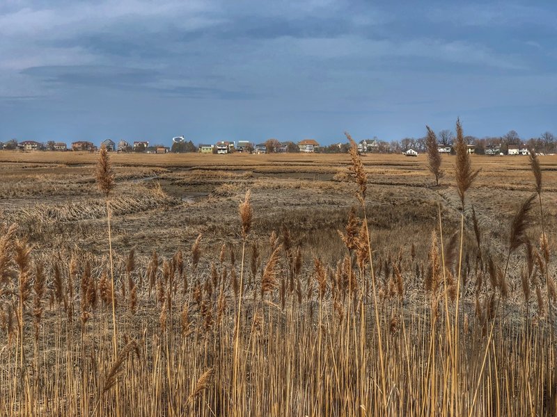 Wetlands to the north of the preserve as viewed from a trail viewing location.