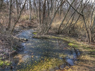 Small brook next to a small scenic lake on the east side of the preserve