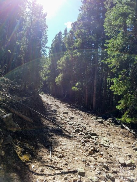 First few miles of Segment 4 follow an old logging road.