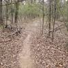 Easy to follow trail through some saplings. New Deal Trail, Lake Murray State Park, OK