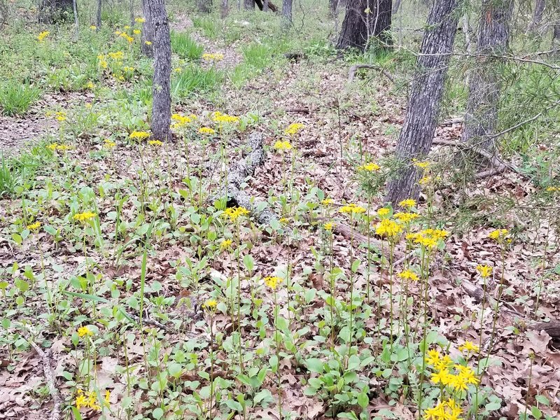 Stand of Flowers, appear to be Golden Asters. New Deal Trail, Lake Murray State Park, OK