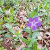 Unidentified purple flower.  New Deal Trail, Lake Murray State Park, OK