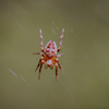 Spring weather has a few spiders setting up some trail-side webs