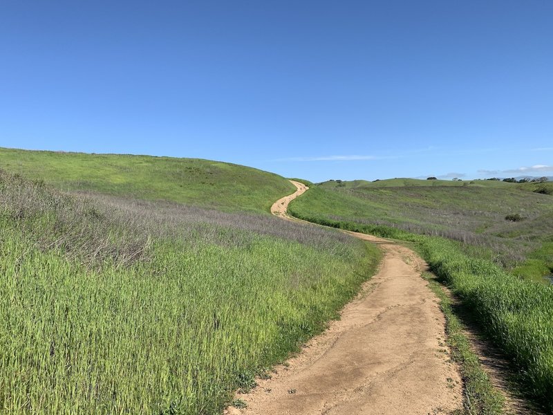 Leisurely hill climb on the west side of the loop heading toward Calero Reservoir. On a warm day, the open terrain makes you appreciate your bottle of water.