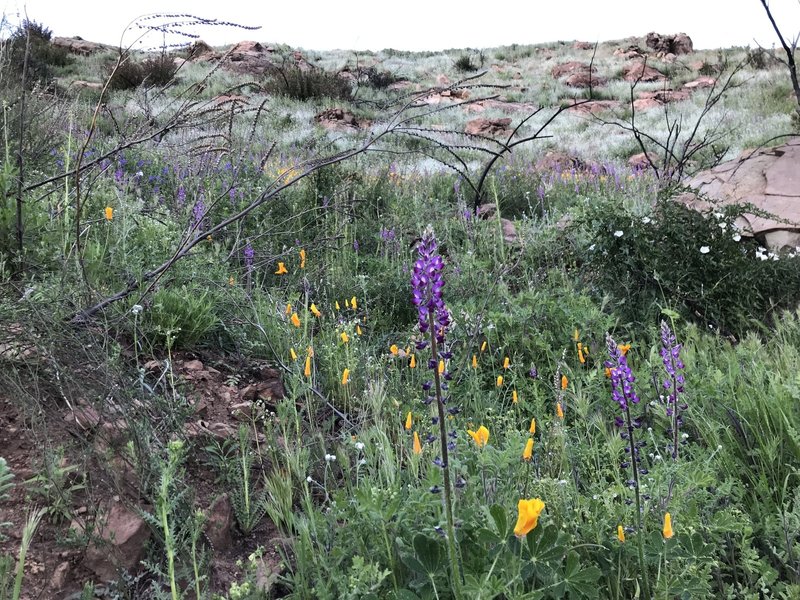 Fields of wild flowers in bloom