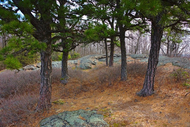 A grove of Pitch Pine guards a clearing on Carris Hill Trail in Norvin Green State Forest