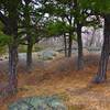 A grove of Pitch Pine guards a clearing on Carris Hill Trail in Norvin Green State Forest