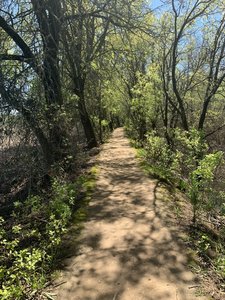 River Walk Trail next to Middle Slough. Photographed between trail marker 8-9; March 2019