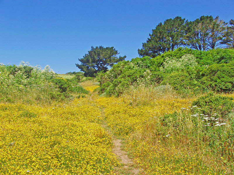 When the rains are good, the flowers peak in mid-June.