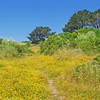 When the rains are good, the flowers peak in mid-June.