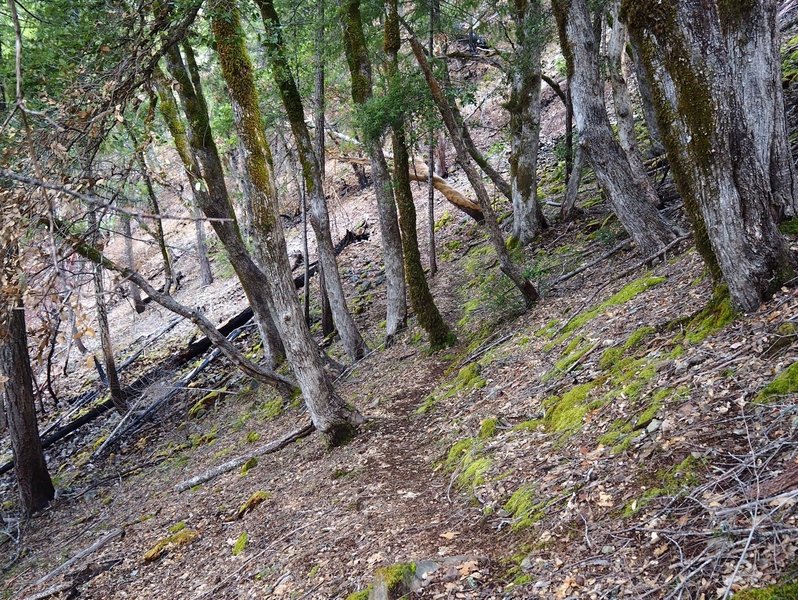 The narrow use trail between the mine and the base of the falls.