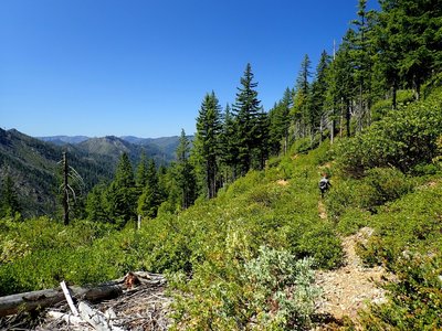 Brush encroaches on the trail