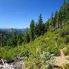 Brush encroaches on the trail