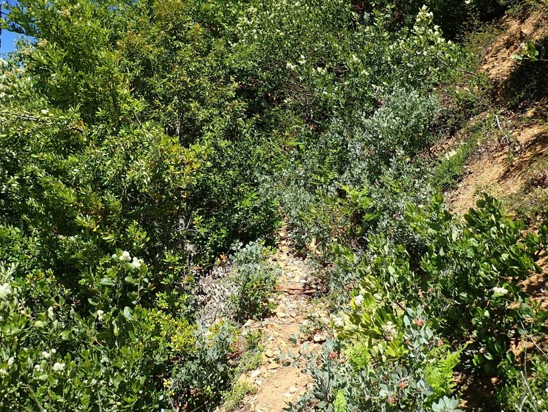 The trail is VERY brushy about 3 miles from the upper trailhead.