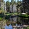 Small pond fed by Bridalveil Creek right next to the Bridalveil Creek Trailhead