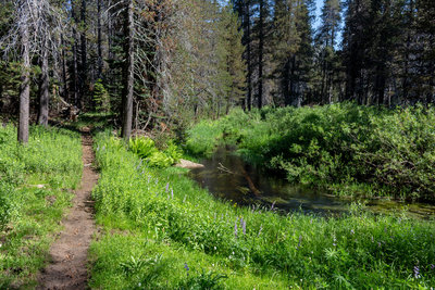 The trail stays close to Bridalveil Creek for the first half mile