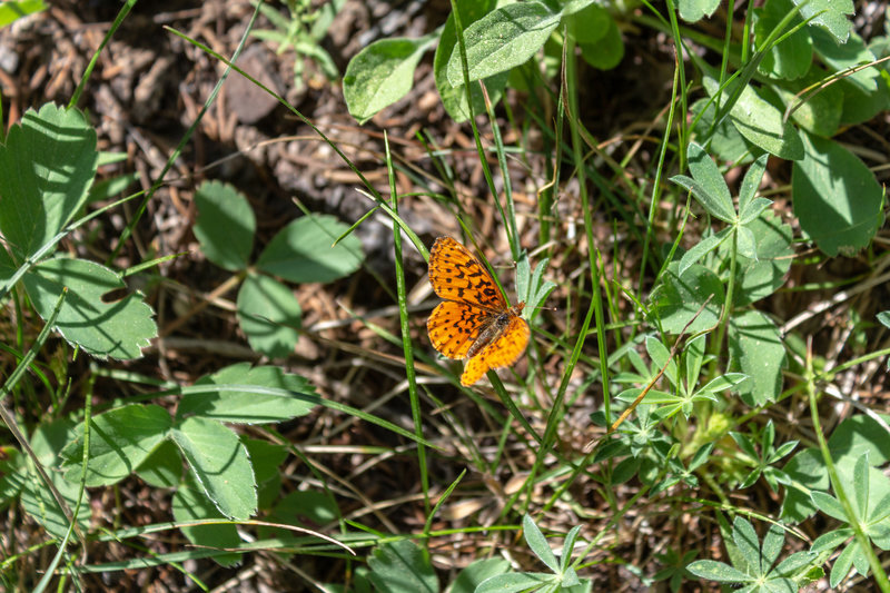 The wildflowers that bloom in late spring and early summer attract a lot of butterflies.