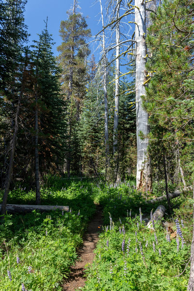 Wildflowers line both sides of the trail in spring and summer