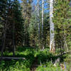 Wildflowers line both sides of the trail in spring and summer