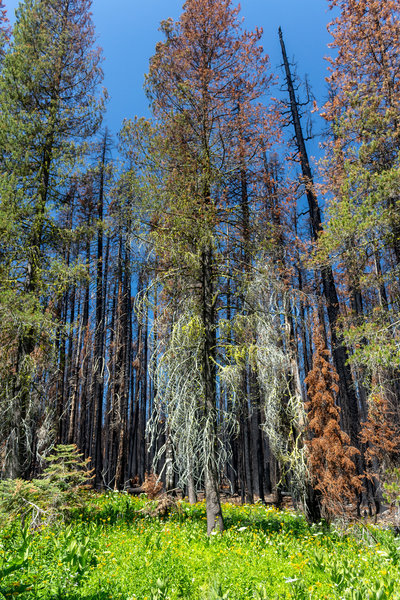 Islands of green meadow have found their way into the burnt forest with some trees burnt half way up.